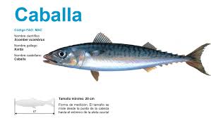 CABALLA*SKUBION 400-600 