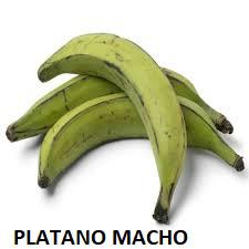PLATANO MACHO