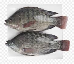 TILAPIA*NEGRA  CONGELADA 500-8020 4K